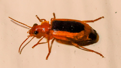 Lebiinae