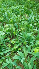 Allium microdictyon