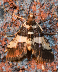 Nacoleia mesochlora