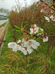 Cerasus