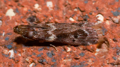 Ephestiopsis oenobarella