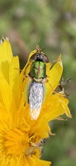 Odontomyia decipiens