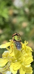 Odontomyia decipiens