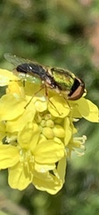 Odontomyia decipiens