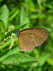Euploea tulliolus
