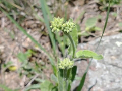 Oxypetalum arnottianum