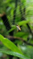 Micrathena bicolor