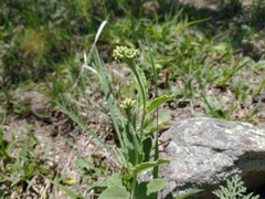 Oxypetalum arnottianum