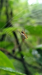 Micrathena bicolor