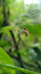 Micrathena bicolor