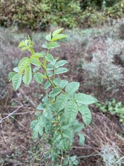 Rosa corymbifera