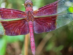 Camacinia gigantea