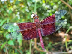 Camacinia gigantea