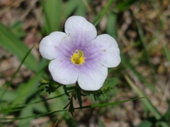 Nierembergia linariifolia