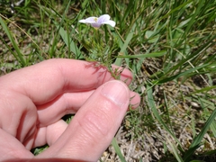 Nierembergia linariifolia