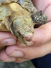 Homopus areolatus