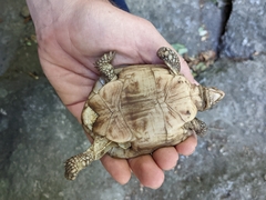 Homopus areolatus