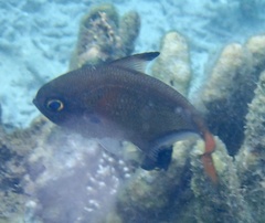 Pempheris oualensis
