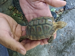 Homopus areolatus