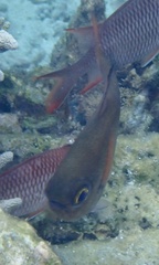 Pempheris oualensis