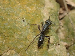 Paltothyreus tarsatus