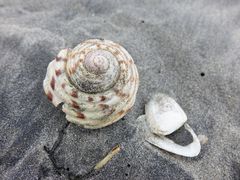 Tonna tankervillii