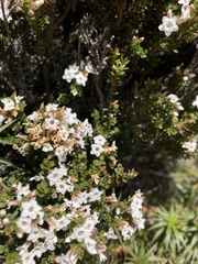 Epacris serpyllifolia