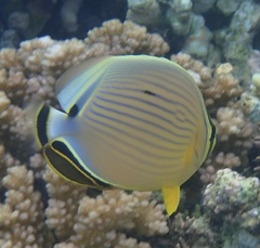 Chaetodon lunulatus