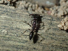 Odontomachus troglodytes