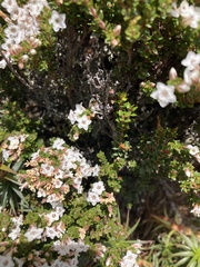 Epacris serpyllifolia