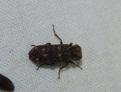 Lichenophanes fascicularis