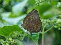 Arhopala centaurus