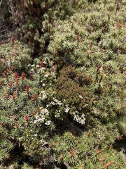 Epacris serpyllifolia