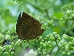 Arhopala centaurus