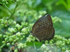 Arhopala centaurus