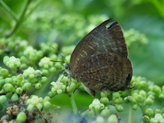 Arhopala centaurus
