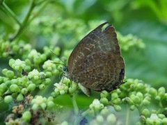 Arhopala centaurus