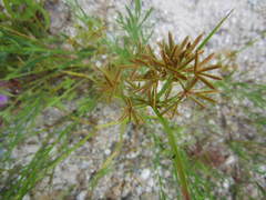 Cyperus dentatus