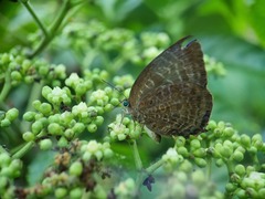 Arhopala centaurus