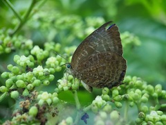 Arhopala centaurus