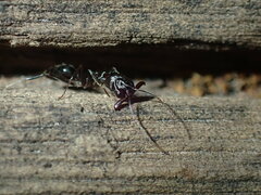 Odontomachus troglodytes