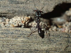 Odontomachus troglodytes