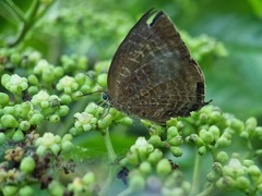 Arhopala centaurus