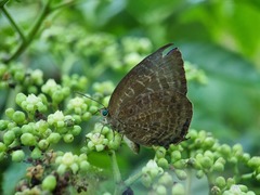 Arhopala centaurus