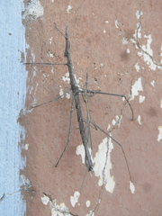 Tetanorhynchini