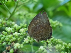 Arhopala centaurus
