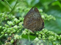 Arhopala centaurus