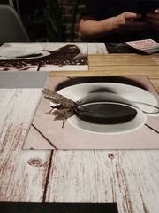 Cymatomera denticollis