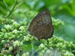 Arhopala centaurus