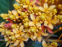 Saraca